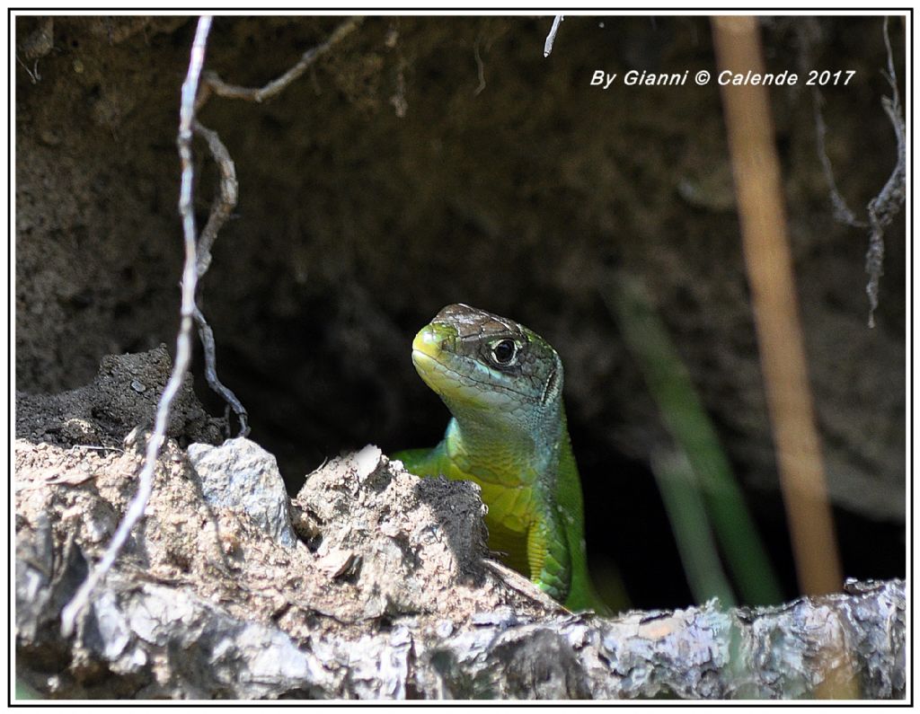 Lacerta viridis (Lacertidae) ?  No, Lacerta bilineata